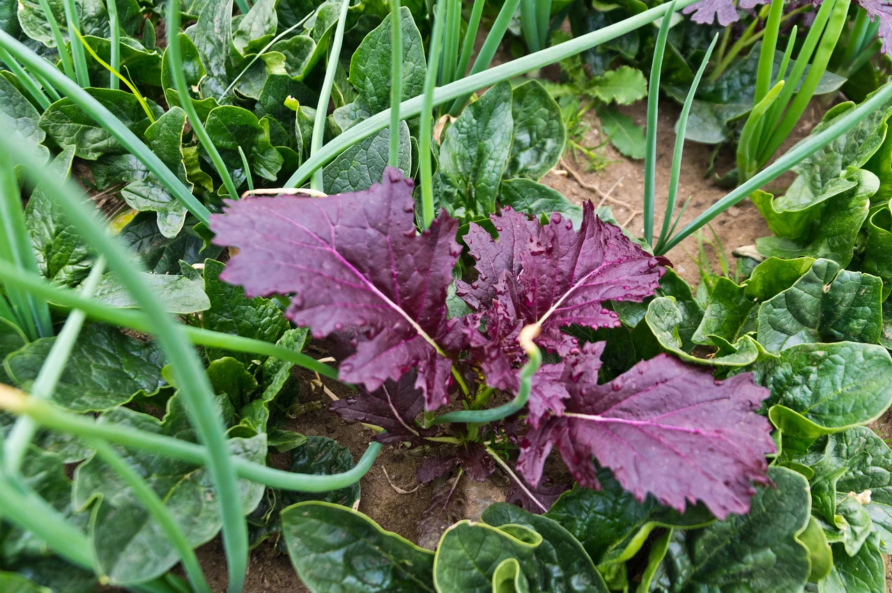 rogue scarlet frills in the spinach and scallion bed, photo by Adam Ford