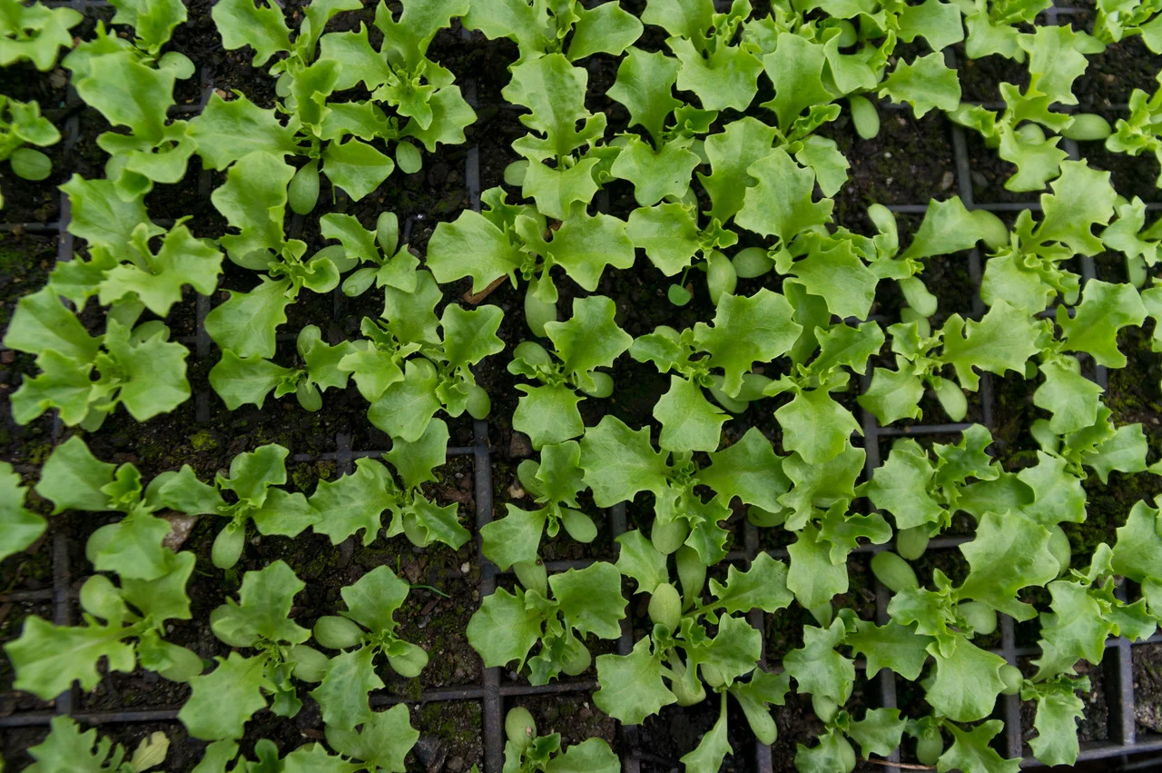 lettuce seedlings, photo by Adam Ford