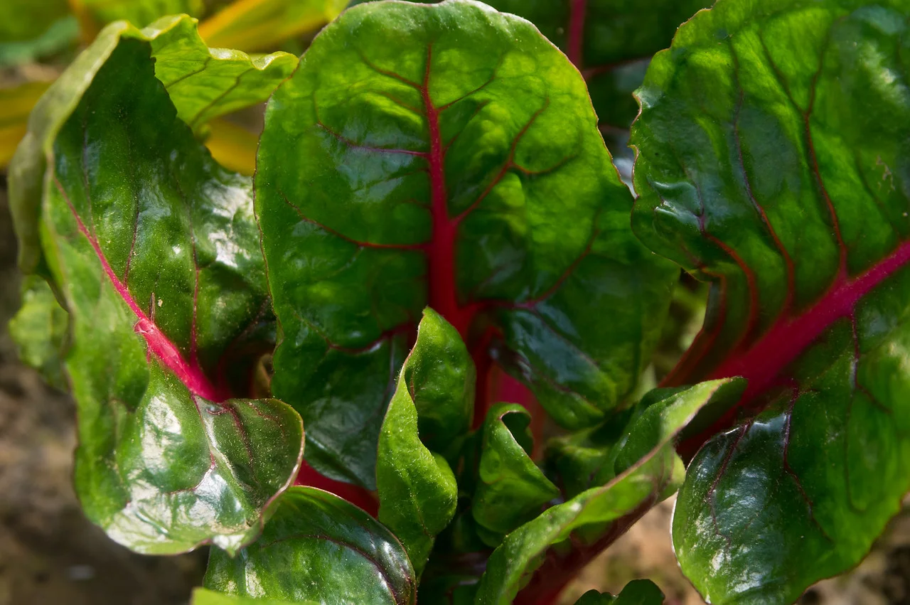 baby chard, photo by Adam Ford