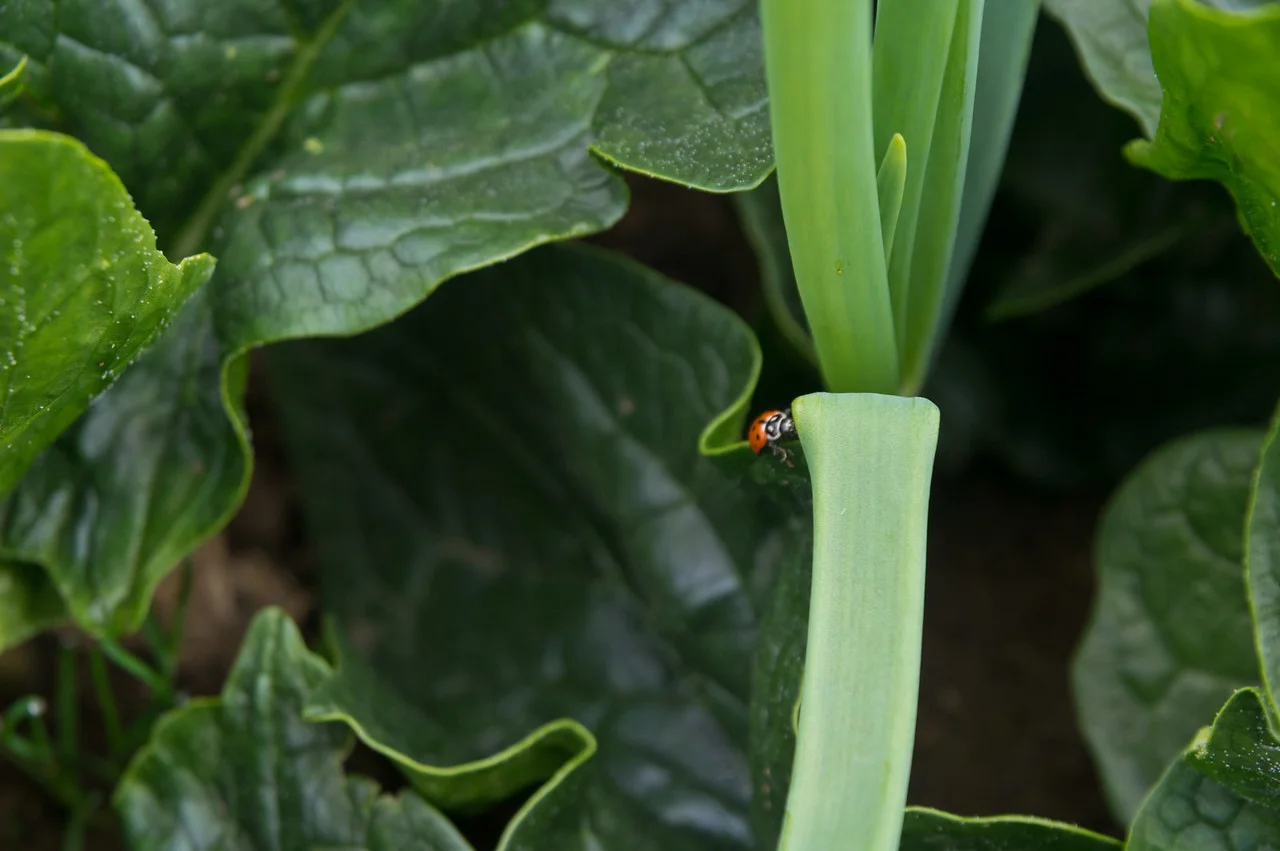 look at that awesome lady bug patrolling the high tunnel…. we released a bag of ladybugs in the tunnel to control and outbreak of aphids on the late winter greens. they do a phenomenal job controlling them, and it’s much more ideal to use beneficial insects versus organic sprays, photo by Adam Ford