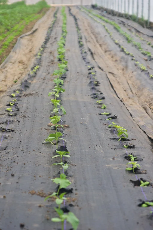 cucumbers are transplanted in the tunnel! photo by Adam Ford