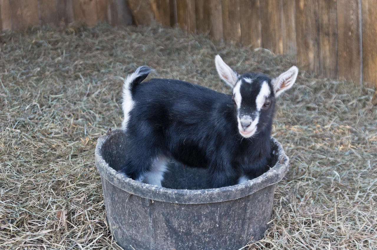 Just one of the baby goats in a bucket being cute, photo by Adam Ford