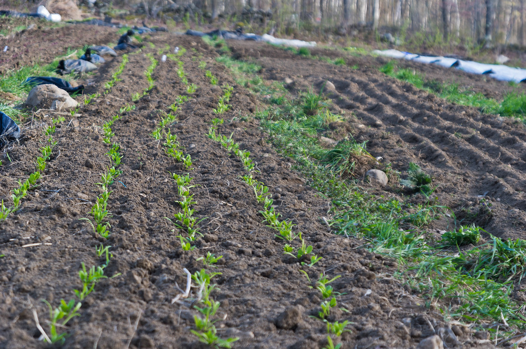 spinach transplants in the field next to a bed of recently seeded baby greens, photo by Adam Ford