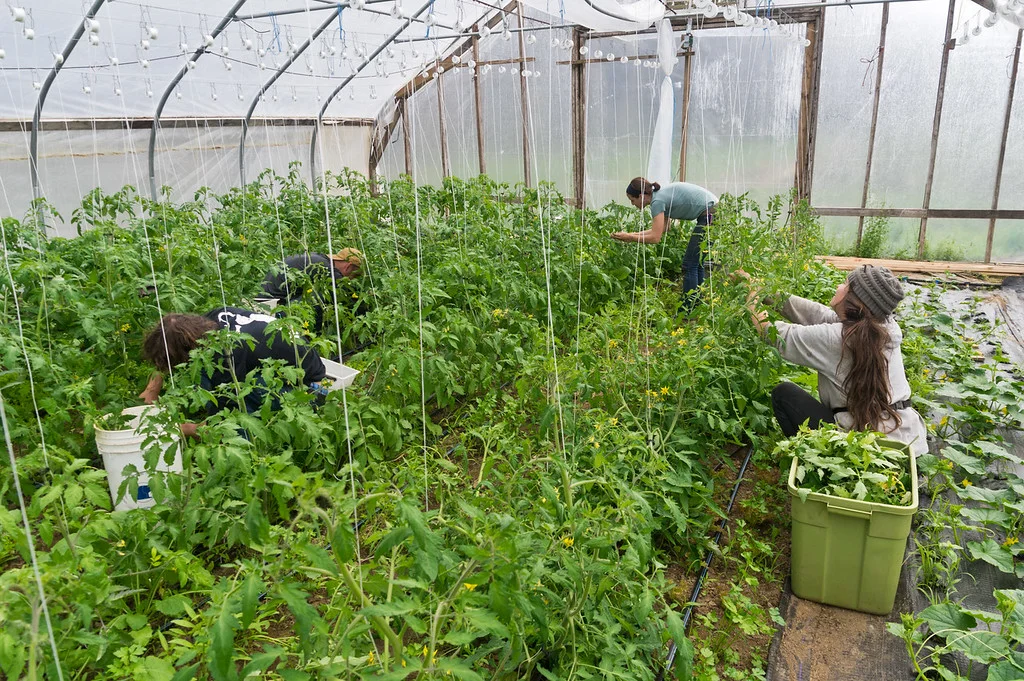 trellising tomatoes all morning long, photo by Adam Ford