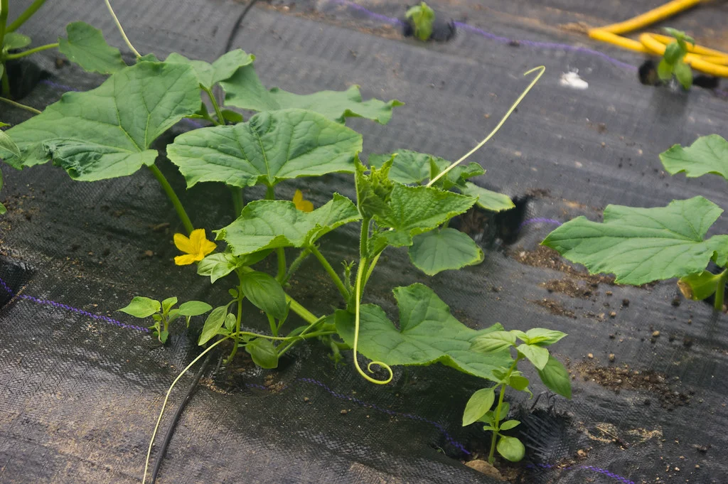 cucumber plant with flowers before trellising, photo by Adam Ford