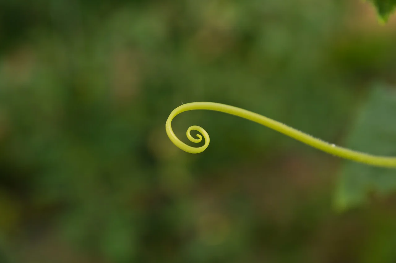 cucumber tendril, photo by Adam Ford
