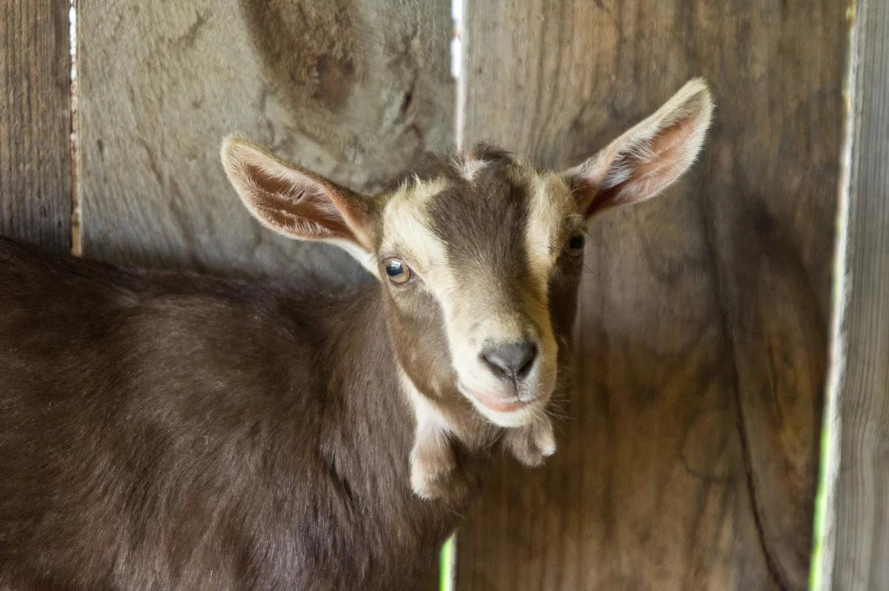 All the baby goats are in their new homes, hooray! photo by Adam Ford