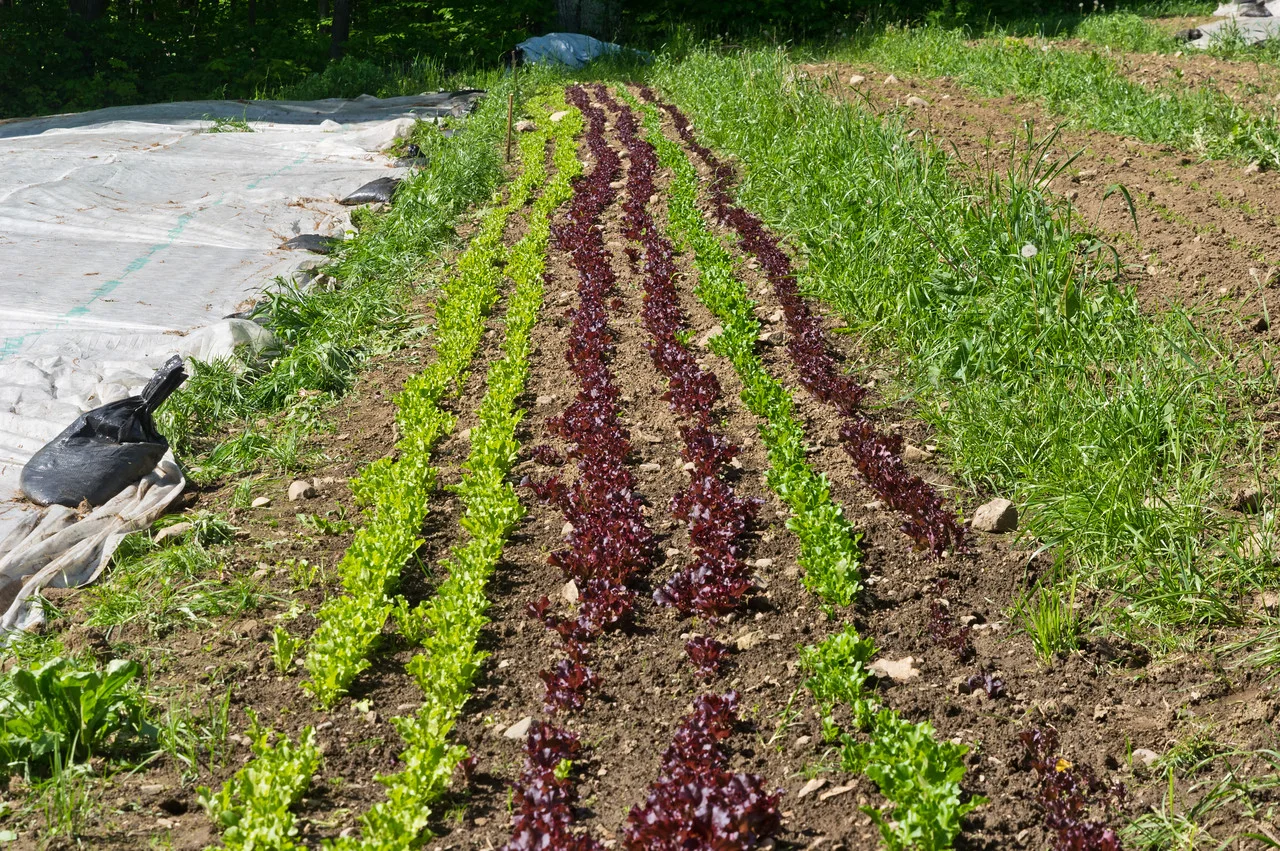 baby lettuce to harvest later this week, photo by Adam Ford
