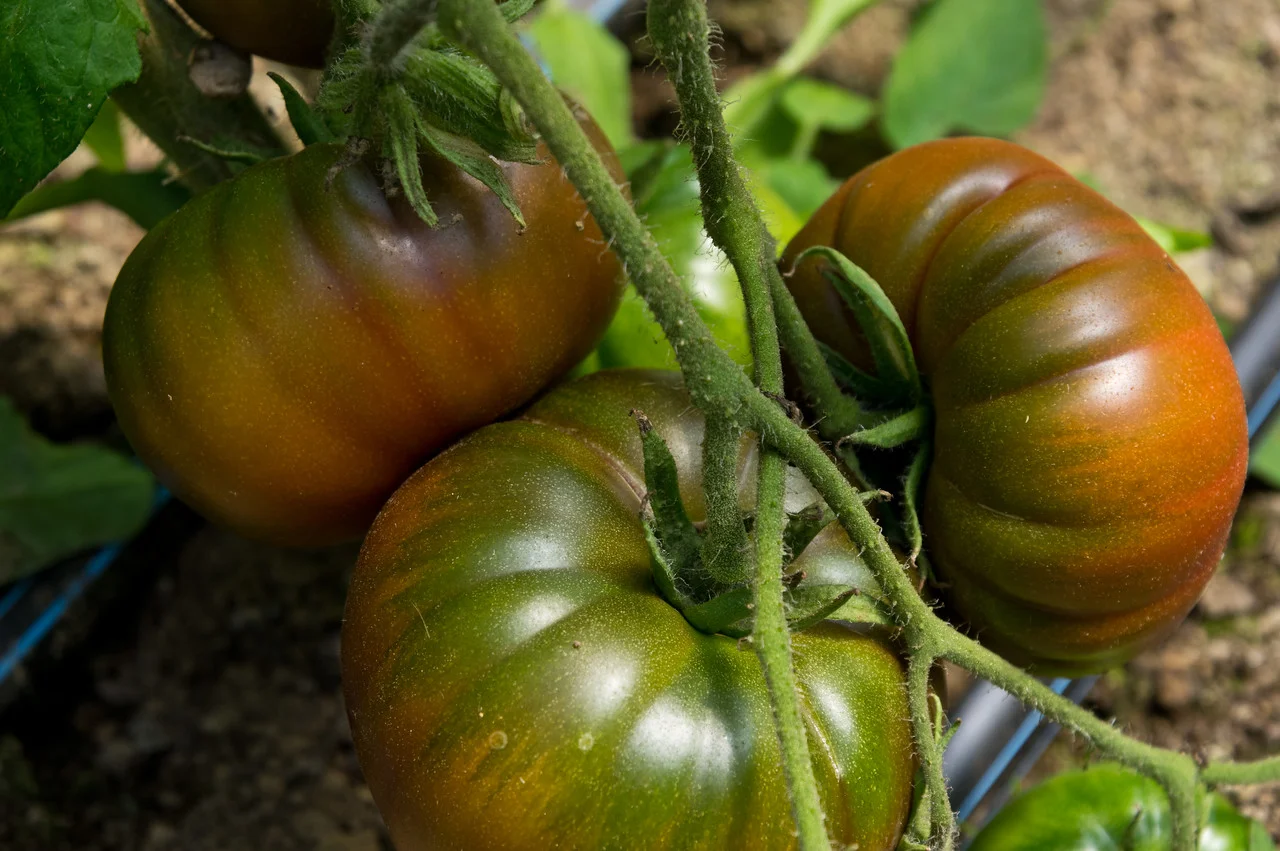 ripening maneros, a delicious french heirloom, photo by Adam Ford