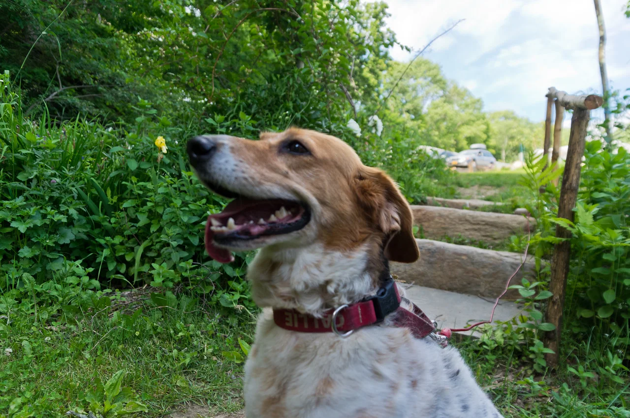 super happy Callie dog, after a job well done keeping a hawk away from the new baby chicks, photo by Adam Ford