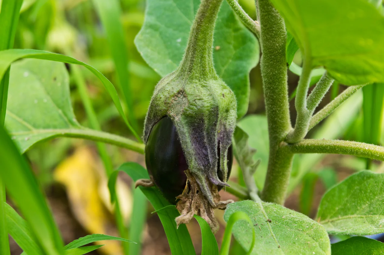 this is how far along eggplants are… maybe another couple weeks! photo by Adam Ford