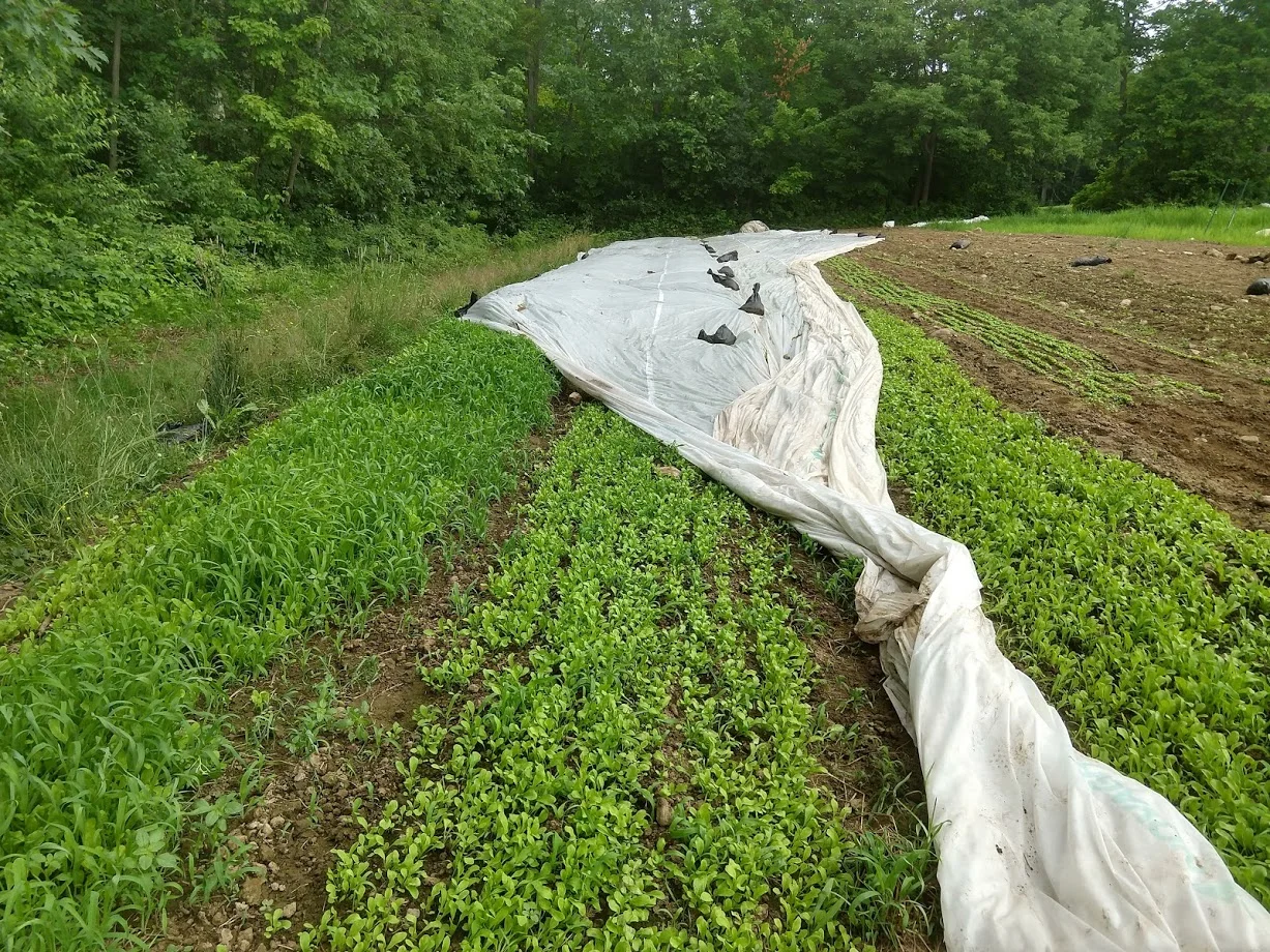 This is a cool picture Ryan got of the difference a power harrow makes. The grassy bed on the left is a bed of arugula completely swallowed by grass. If was prepared by a rototiller. We cannot harvest from this bed because there are more weeds than arugula. The beds in the middle and on the right were prepared with the power harrow and have significantly less weed pressure. This is awesome.