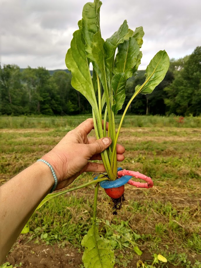 We found this baby teething toy around this beet during harvest.. the beet grew right through it! I suppose SOraya dropped it while one of us was wearing her during transplanting several weeks ago!
