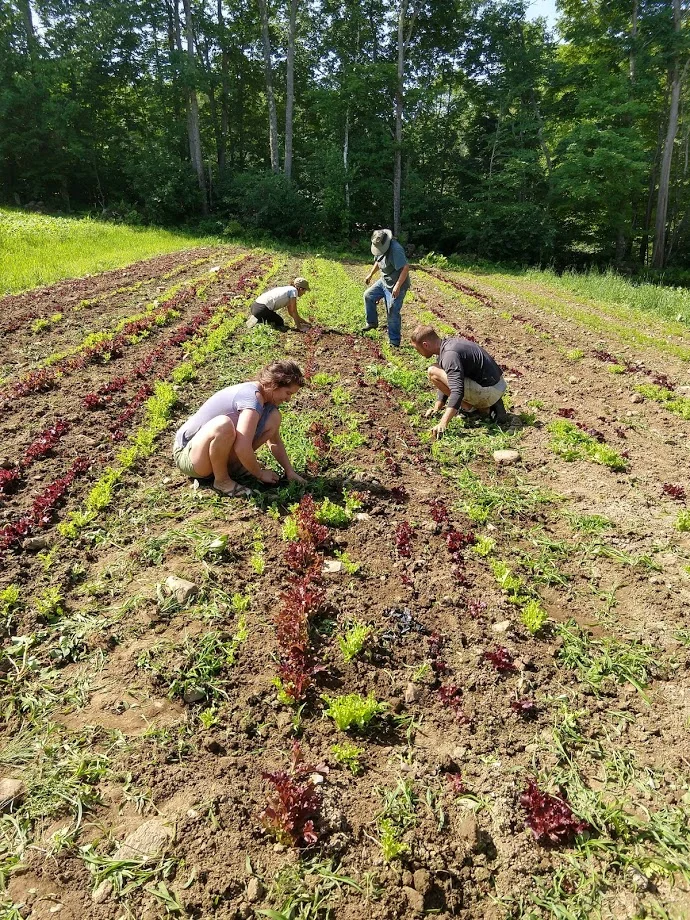 weeding some future baby lettuce