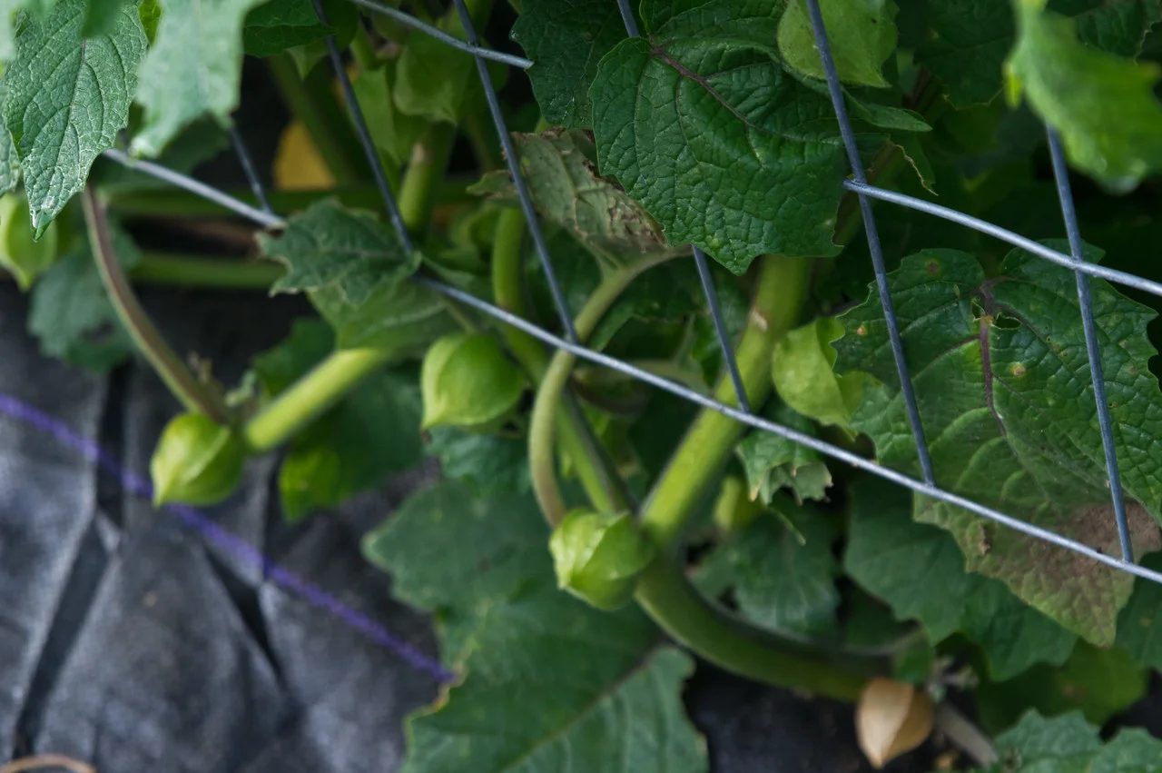 The husk cherry trellis looks like it’s working nicely, can’t wait to start harvesting them… looks like there is one ready in the bottom right corner of this picture, though I am sure Sky found that one by now! photo by Adam Ford