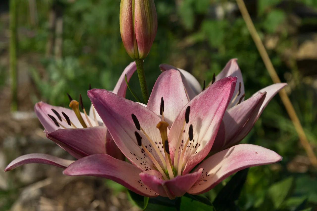 More of Ryan’s flower garden…. maybe this is a lily?! I don’t know anything about flowers, I’m a veggie farmer, photo by Adam Ford