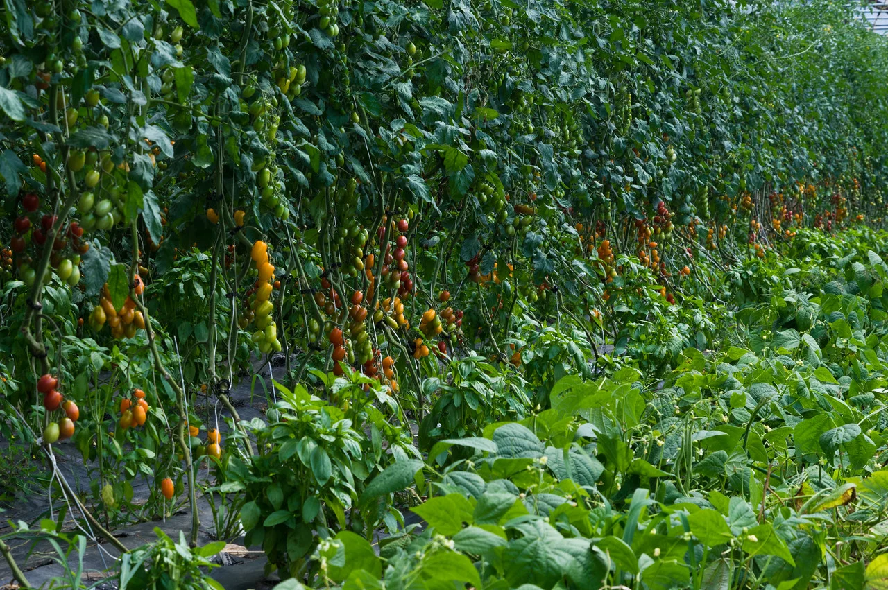 grape tomatoes, basil, and green beans in the tunnel, photo by Adam Ford