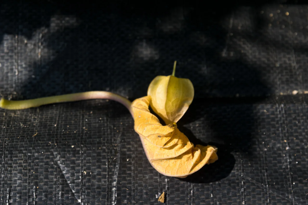 keep a look out for these treats soon… an early husk cherry fell off the plant, photo by Adam Ford