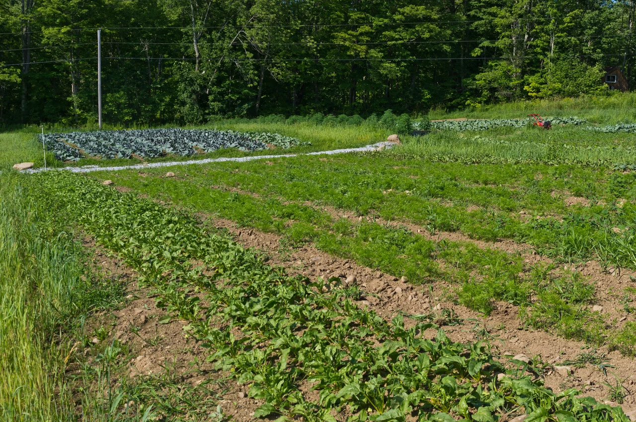 the team has been working hard to keep up with the weeds on the fall storage crops like all these carrots and beets, photo by Adam Ford