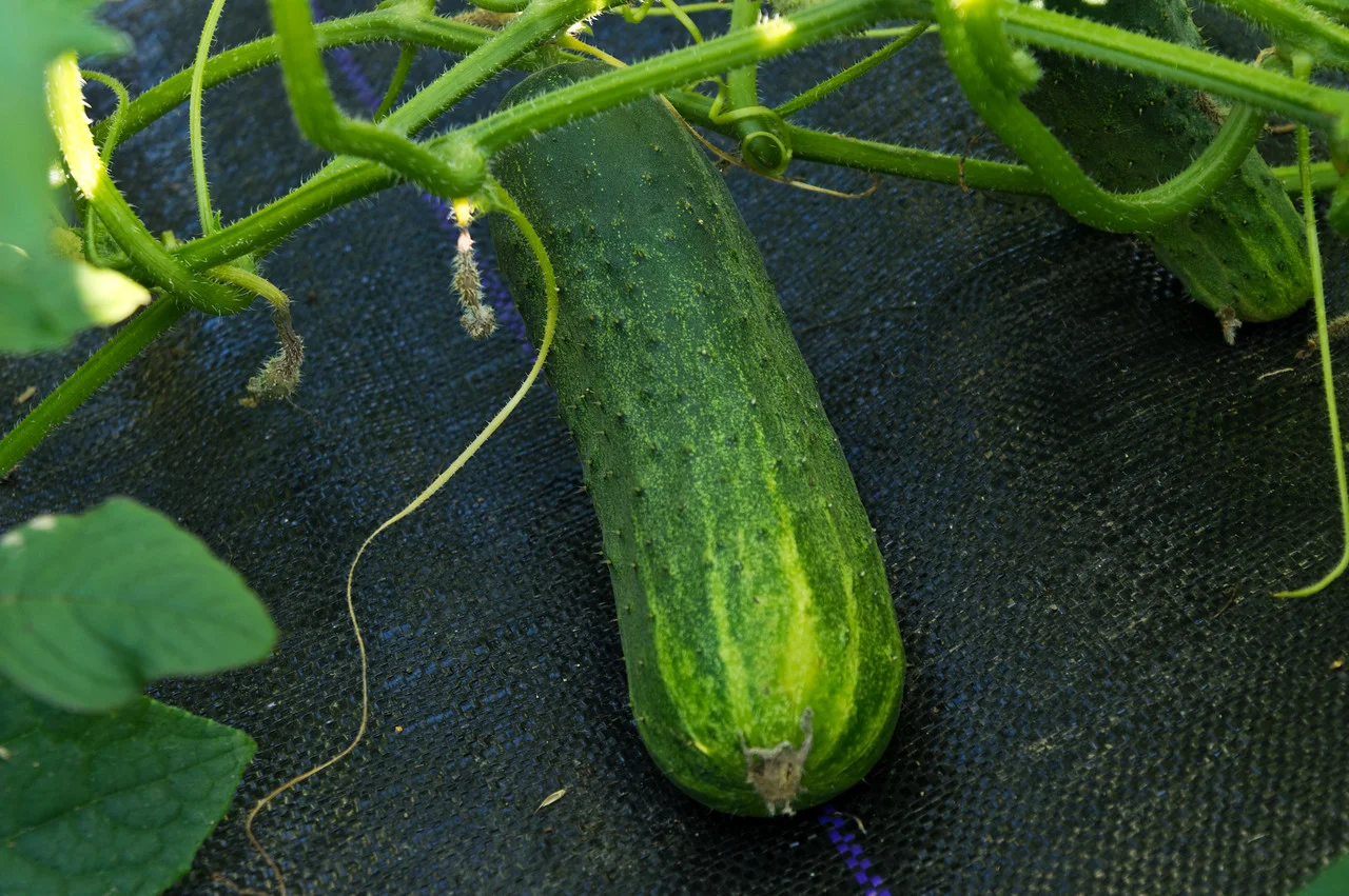 this year’s pickling cukes are out of control! (in a good way), photo by Adam Ford)