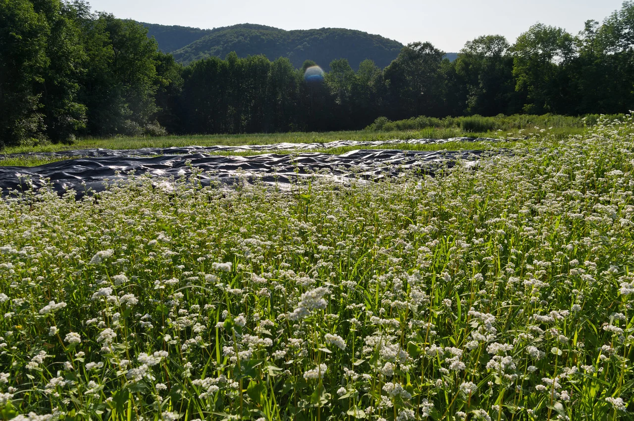this is a cool view of some fields that are in cover at the moment.. the foreground is a field of buckwheat cover crop, and behind that is an area we are tarping to kill weeds and keep soil protected from erosion, photo by Adam Ford