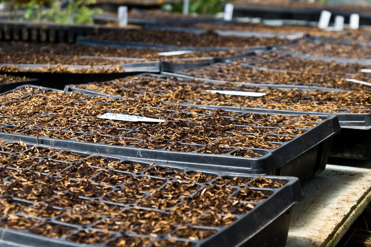 trays of seeded chard and kale for the tunnels, photo by Adam Ford