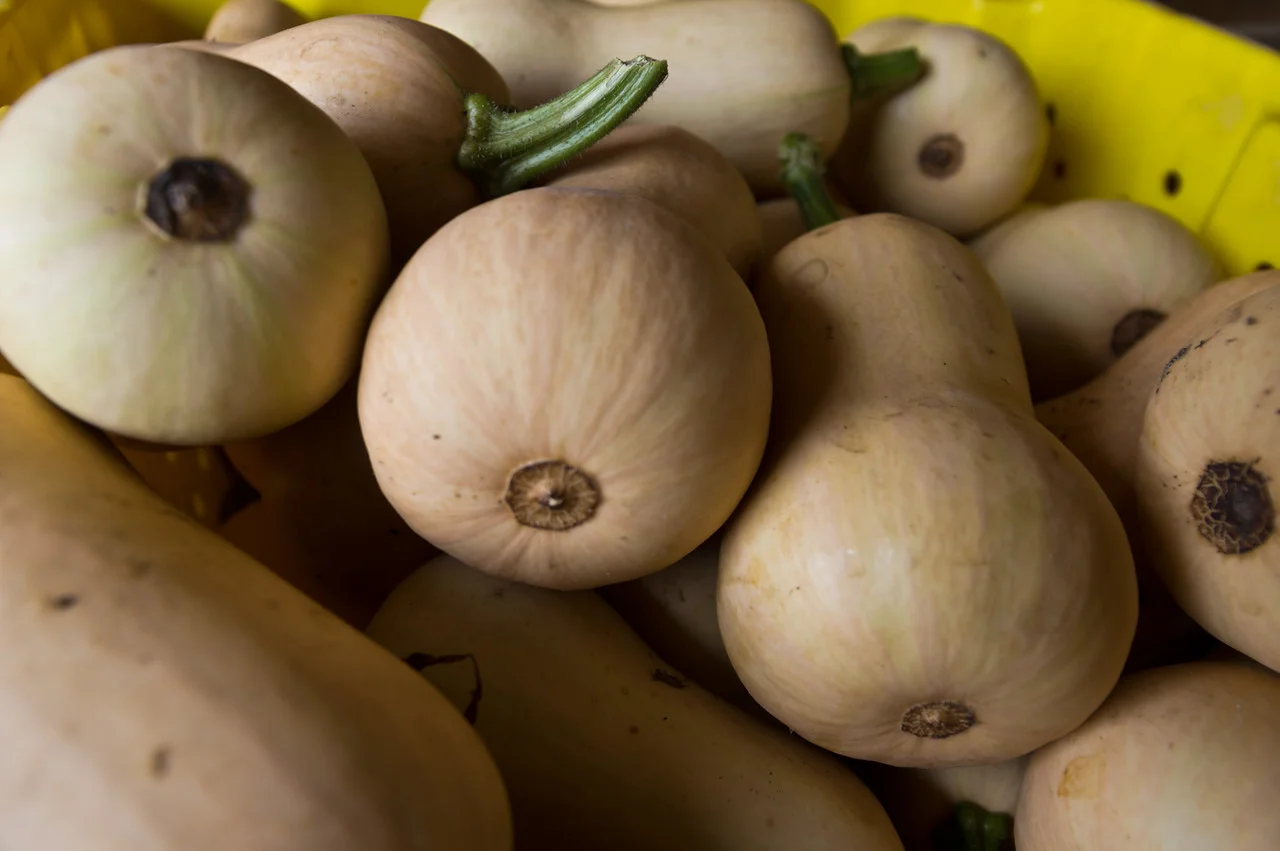 mini butternut are ready!, photo by Adam Ford