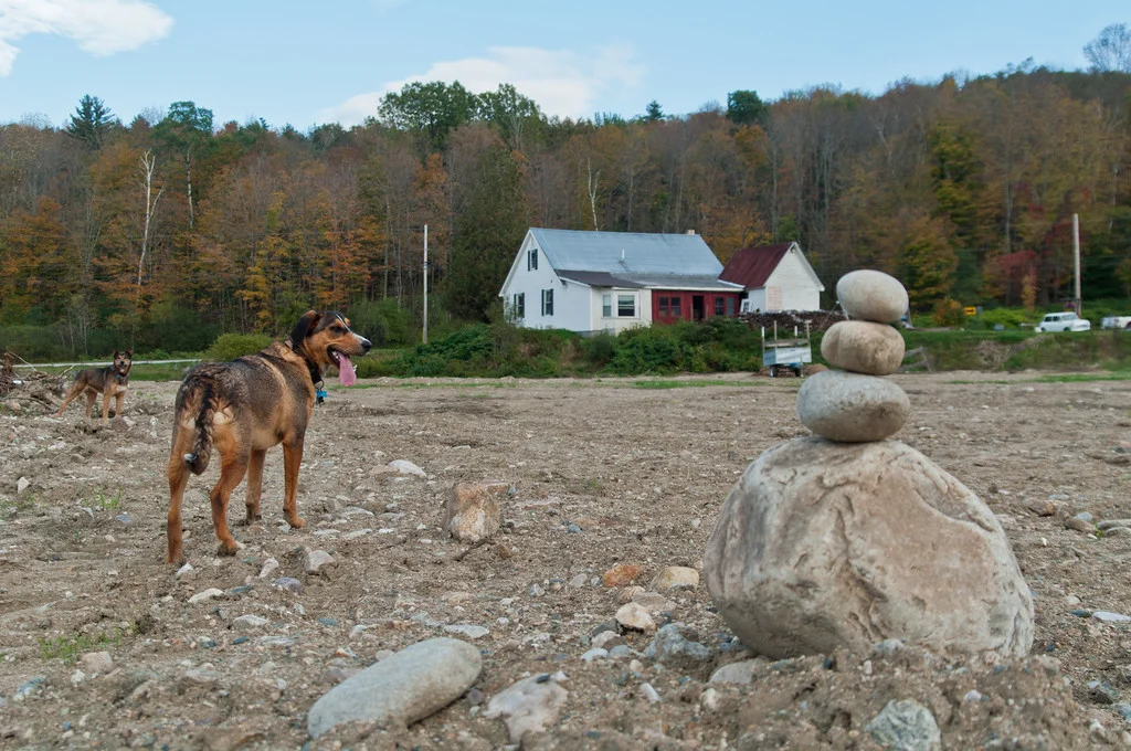 little puppy Echo and Seera surveying the destroyed farm land after we had big machines smooth sand and paper fiber over the rock rubble to re-seed the field back to a hay field to be able to sell it and move on to new land, back in 2012, photo by Adam Ford