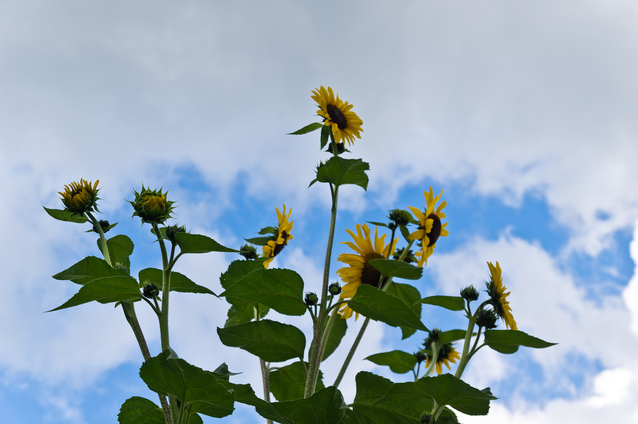 Ryan’s gorgeous flower garden, photo by Adam Ford