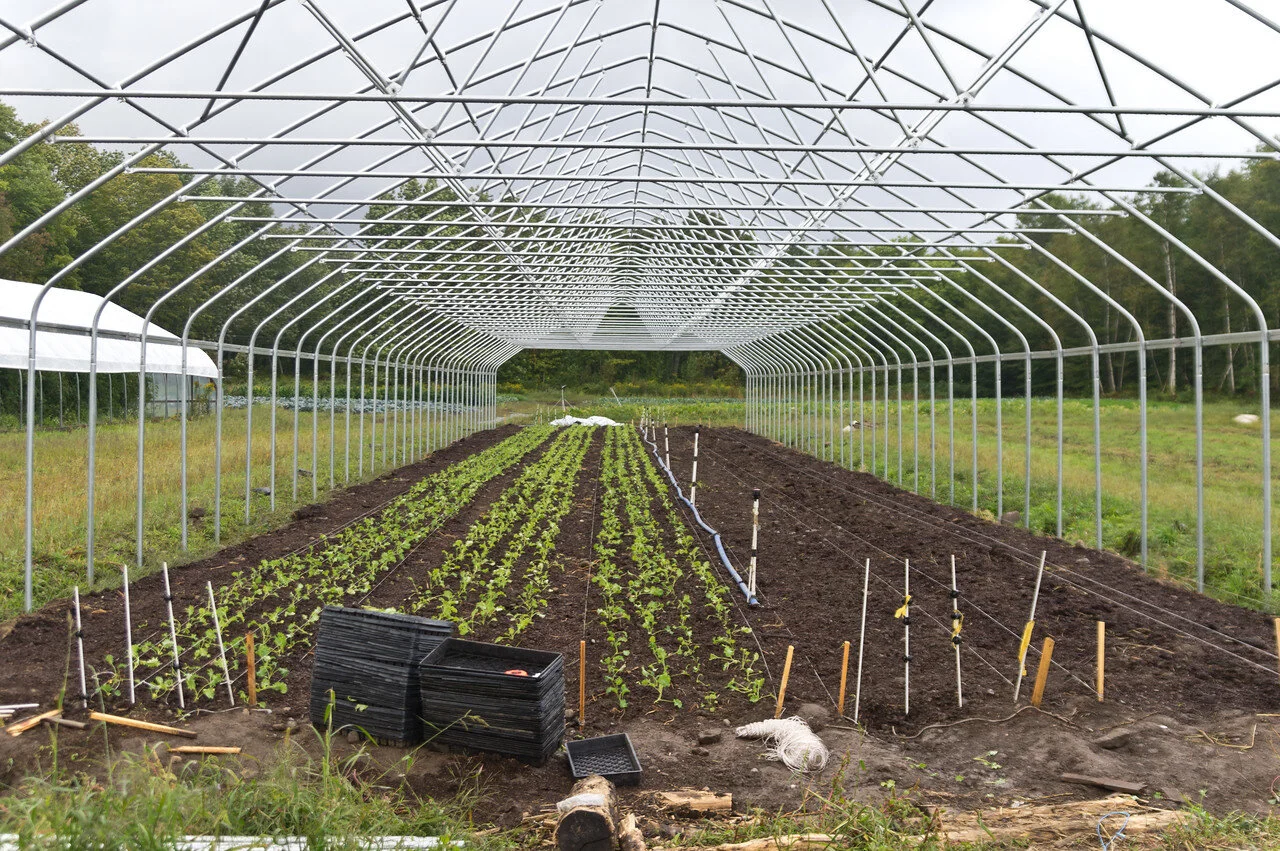 third tunnel still under construction, but with baby kale growing for winter, photo by Adam Ford