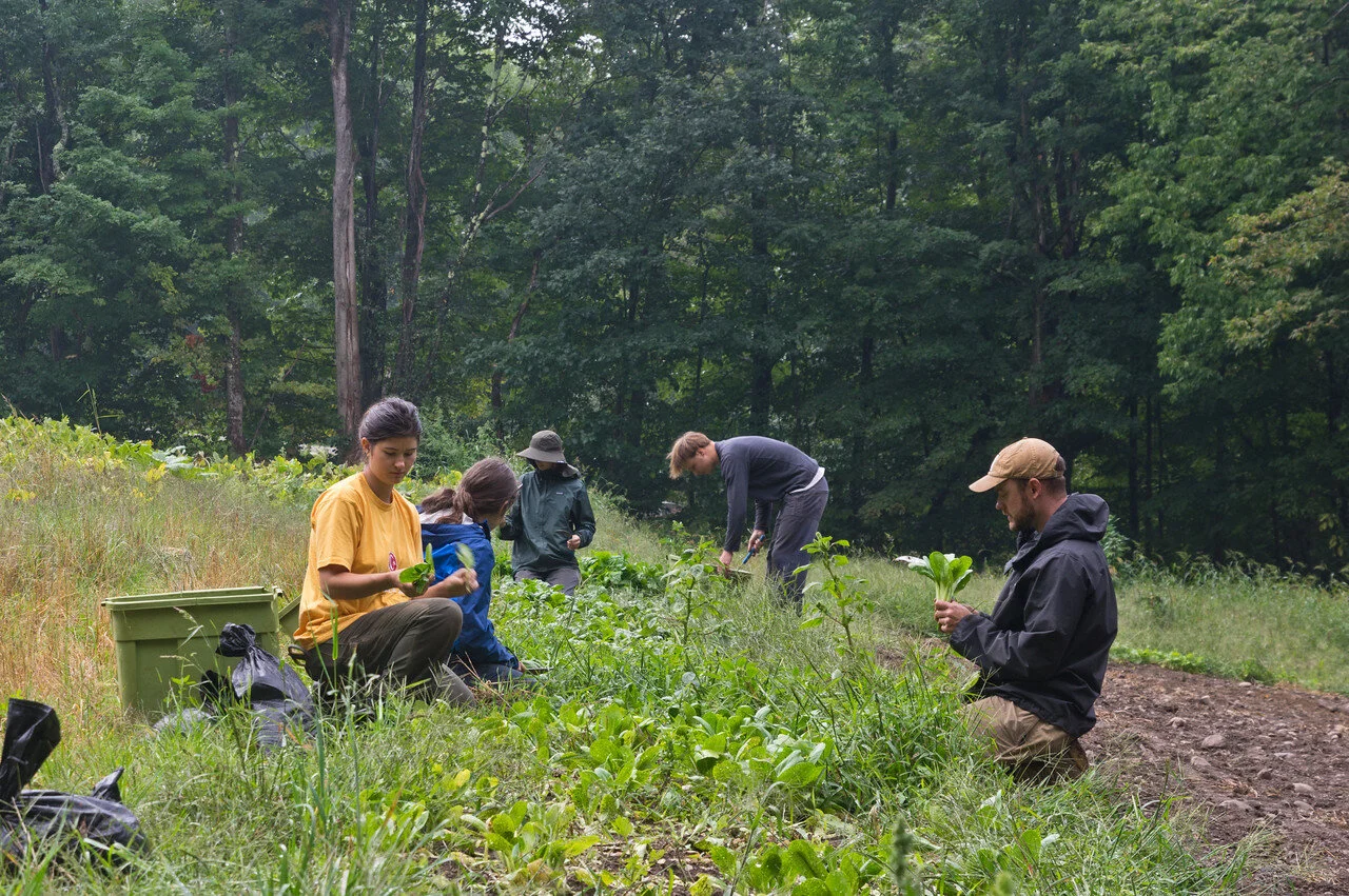 the crew harvesting some weedy bok choi and spinach, photo by Adam Ford