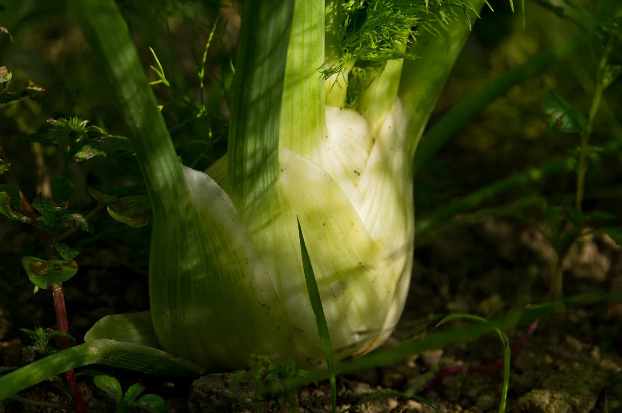 fennel bulb, photo by Adam Ford