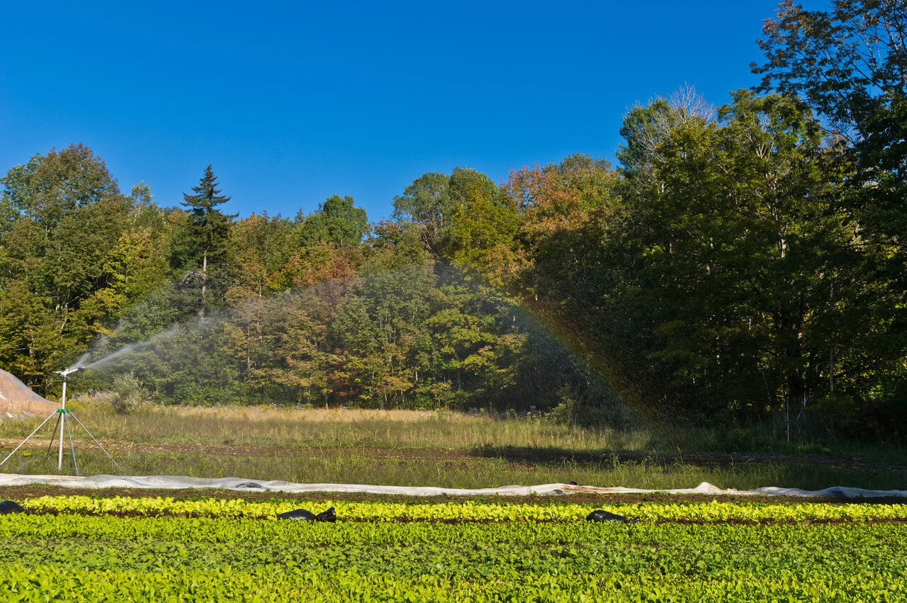 when the irrigation gun makes a rainbow, photo by Adam Ford