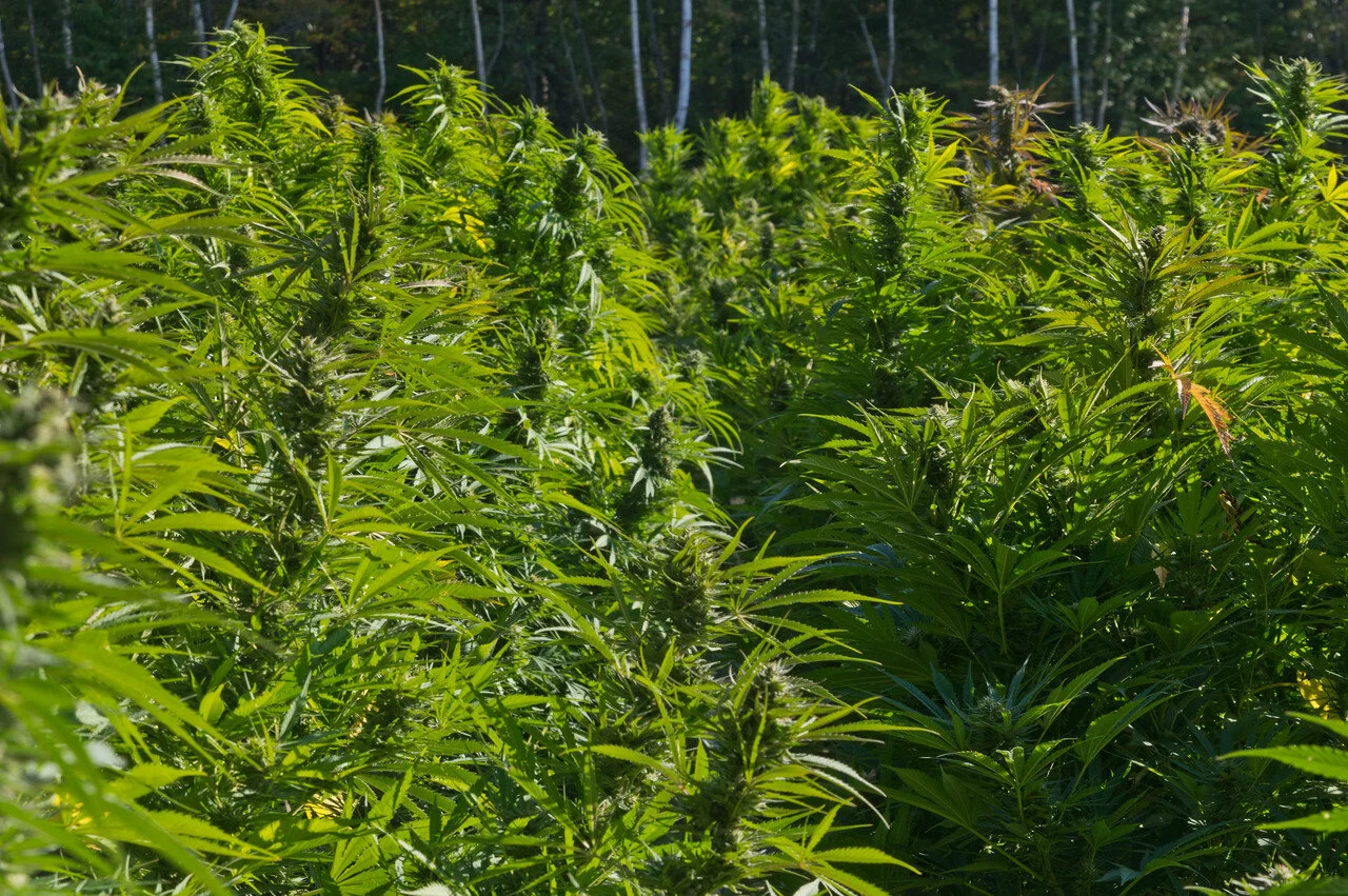 field of CBD hemp flowers, photo by Adam Ford
