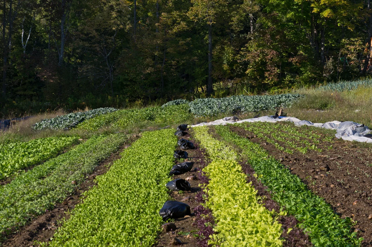 fall salad greens looking good and pretty weed free… though this time of year the major “weeds” we have to deal with are the foliage that falls from trees and into the gardens… pretty annoying, trees… can’t you drop your leaves somewhere besides our gardens? photo by Adam Ford