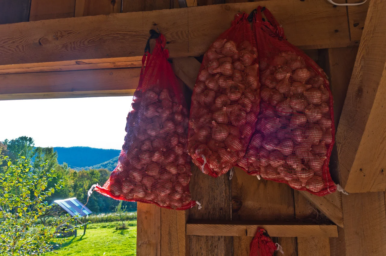our seed garlic patiently waiting to be put in the ground, photo by Adam Ford