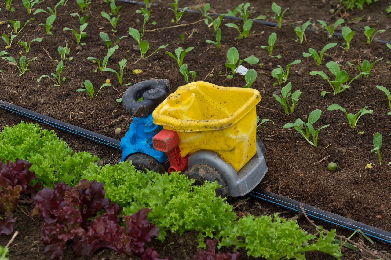 Same tunnel, but the other picture missed the other essential tool. This state of the art dump truck is a fantastic way to keep a toddler busy if you are transplanting or setting up irrigation, photo by Adam Ford