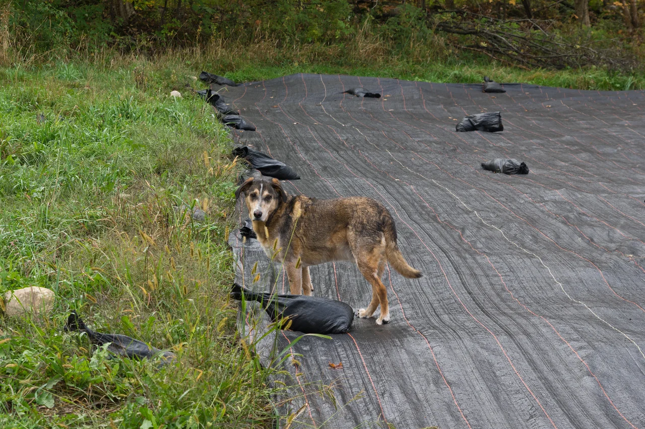 We love how well these tarps suppress weeds and protect soil from erosion in between plantings, but they are a nice place for voles to hide and take up residence… Echo is working hard keeping those numbers down, what a great dog! photo by Adam Ford