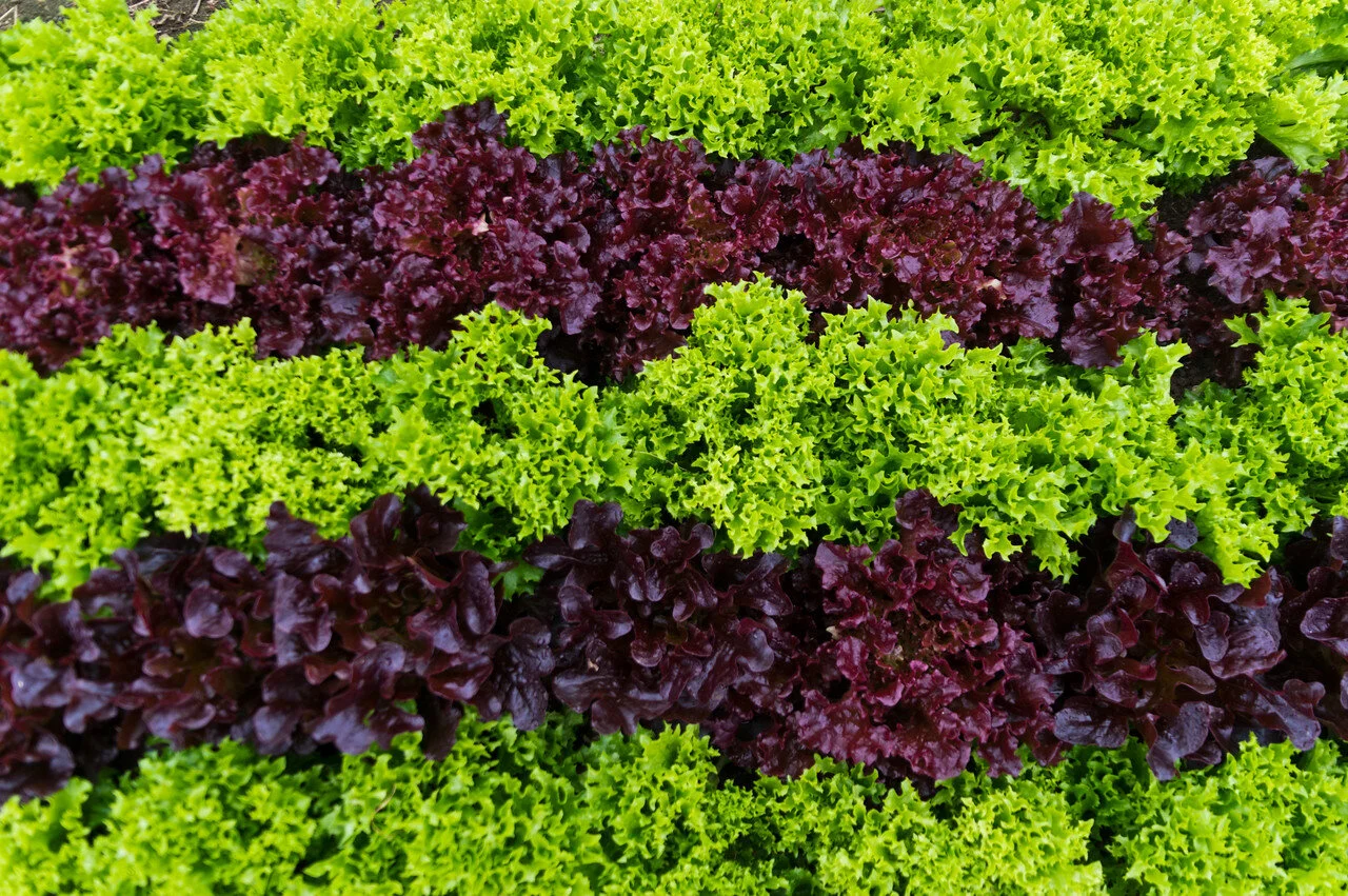 I often grumble that I have no time in my busy life as a farmer and mother to make art like I could up through college, but then I see pictures like this that Adam captures, and realize sometimes the beauty of growing this food is a wonderful art project, photo by Adam Ford