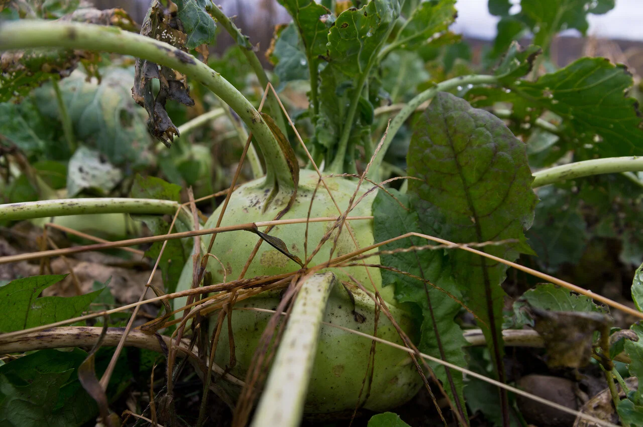 This is what storage kohlrabi looks like in the field. This is a sweet, crunchy veggie that adds awesome raw or cooked pizzazz to your winter food, check it out this winter! photo by Adam Ford