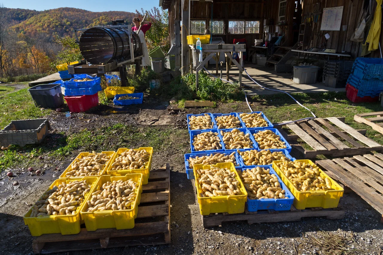 Fingerlings are washed and drying for storage, photo by Adam Ford