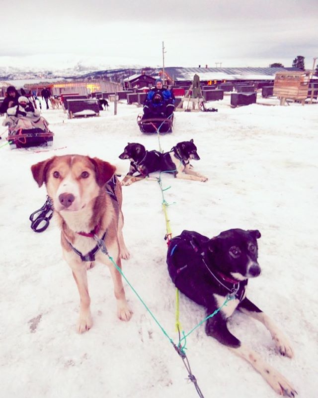 I rounded up the cutest moments from our travels over the last couple of years on the blog (babycomepack.com), including these irresistible sled dogs. One of the highlights of visiting Norway was dog sledding in Tromso. Alaskan huskies are bred for p