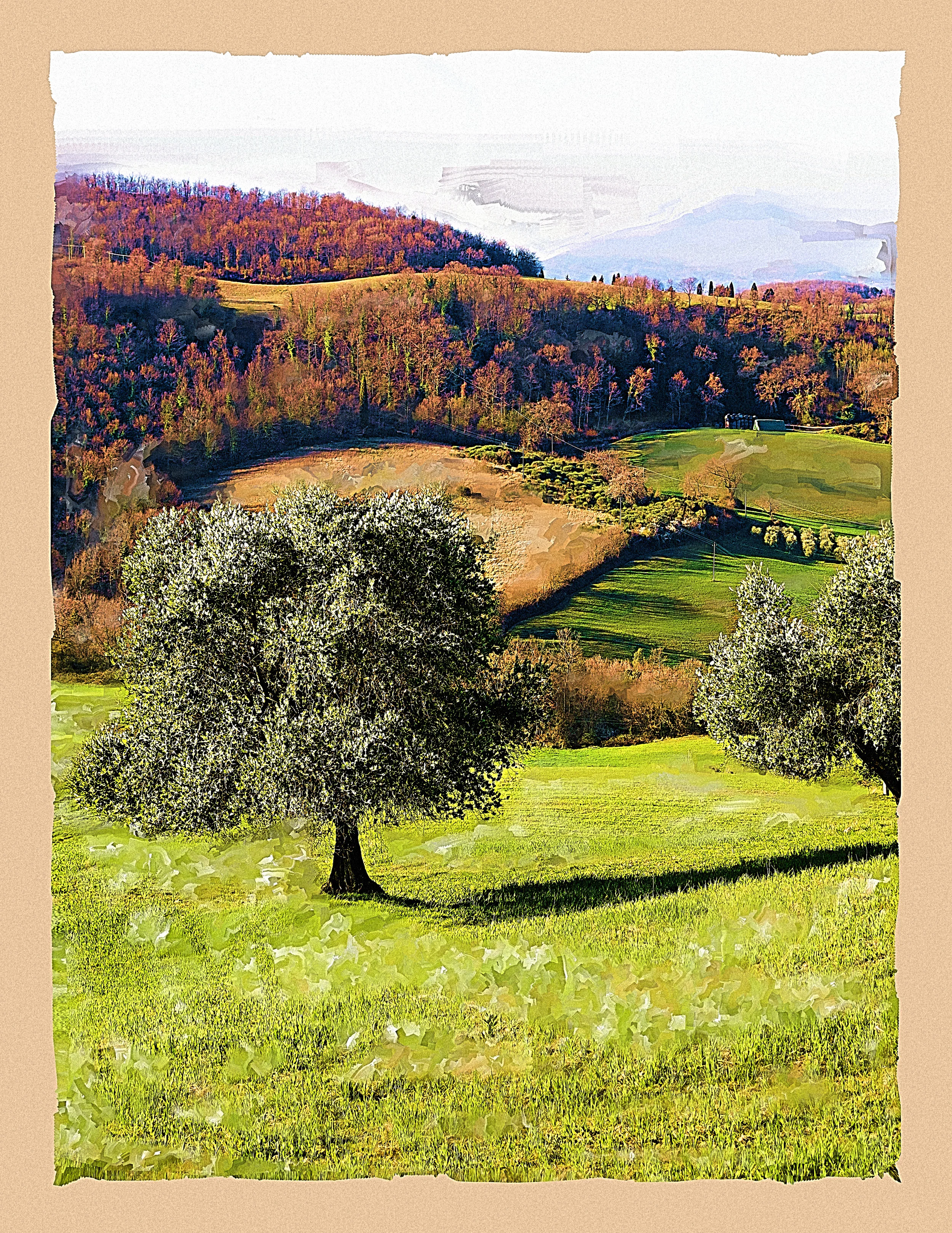 montetreesoftsarg11.5 8.jpg