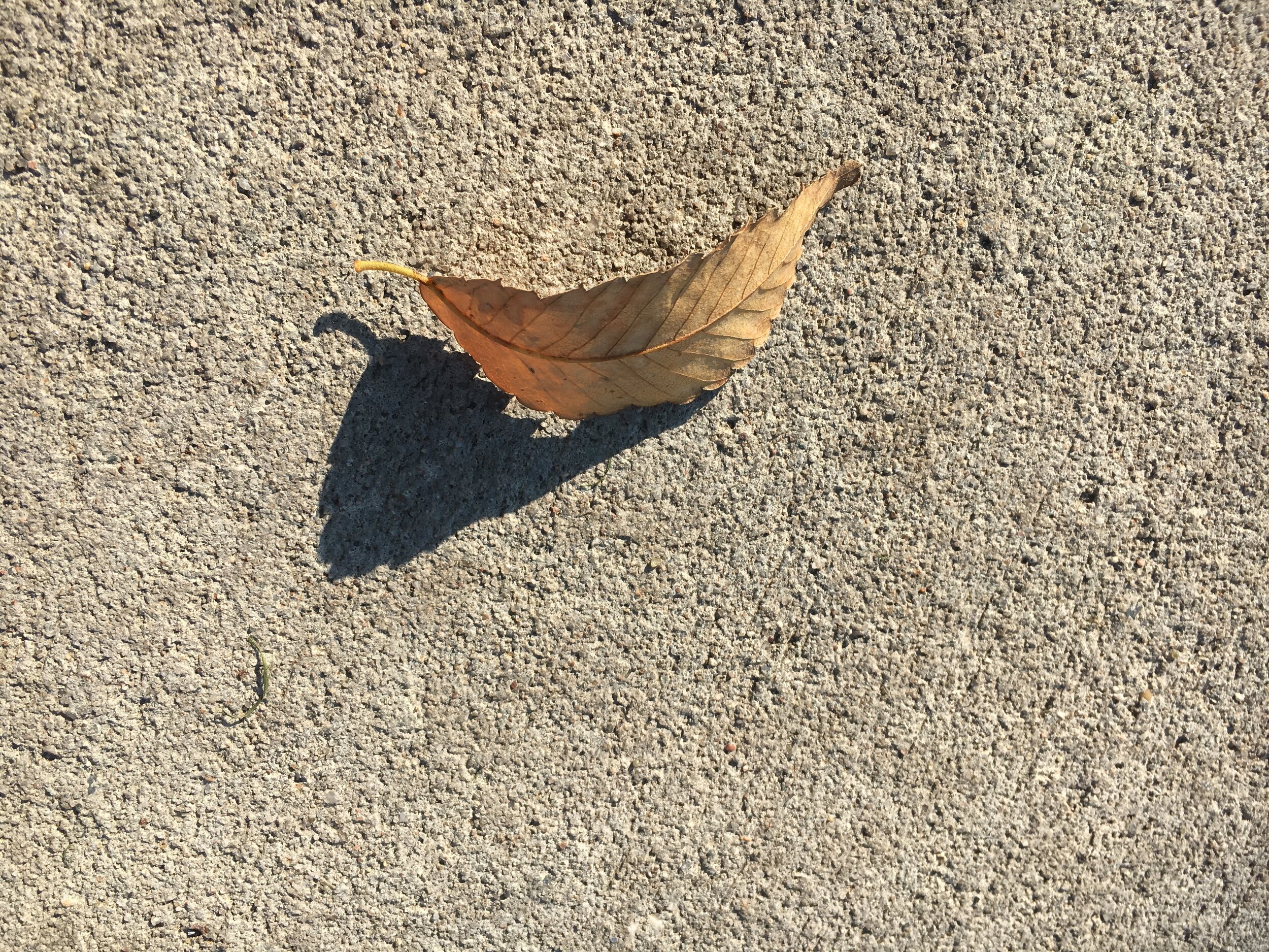 Fallen Leaf.