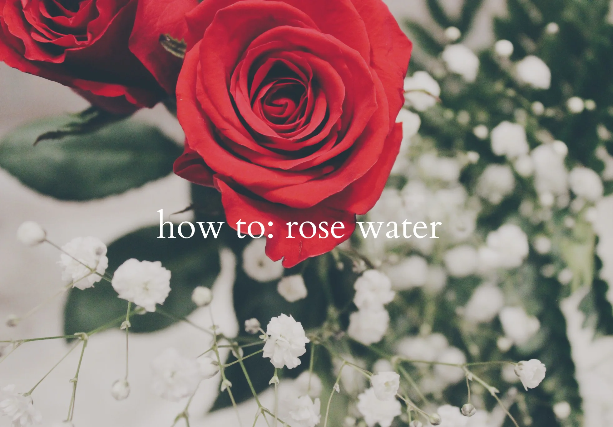 How To: Rose Water (Video, Benefits and Uses)