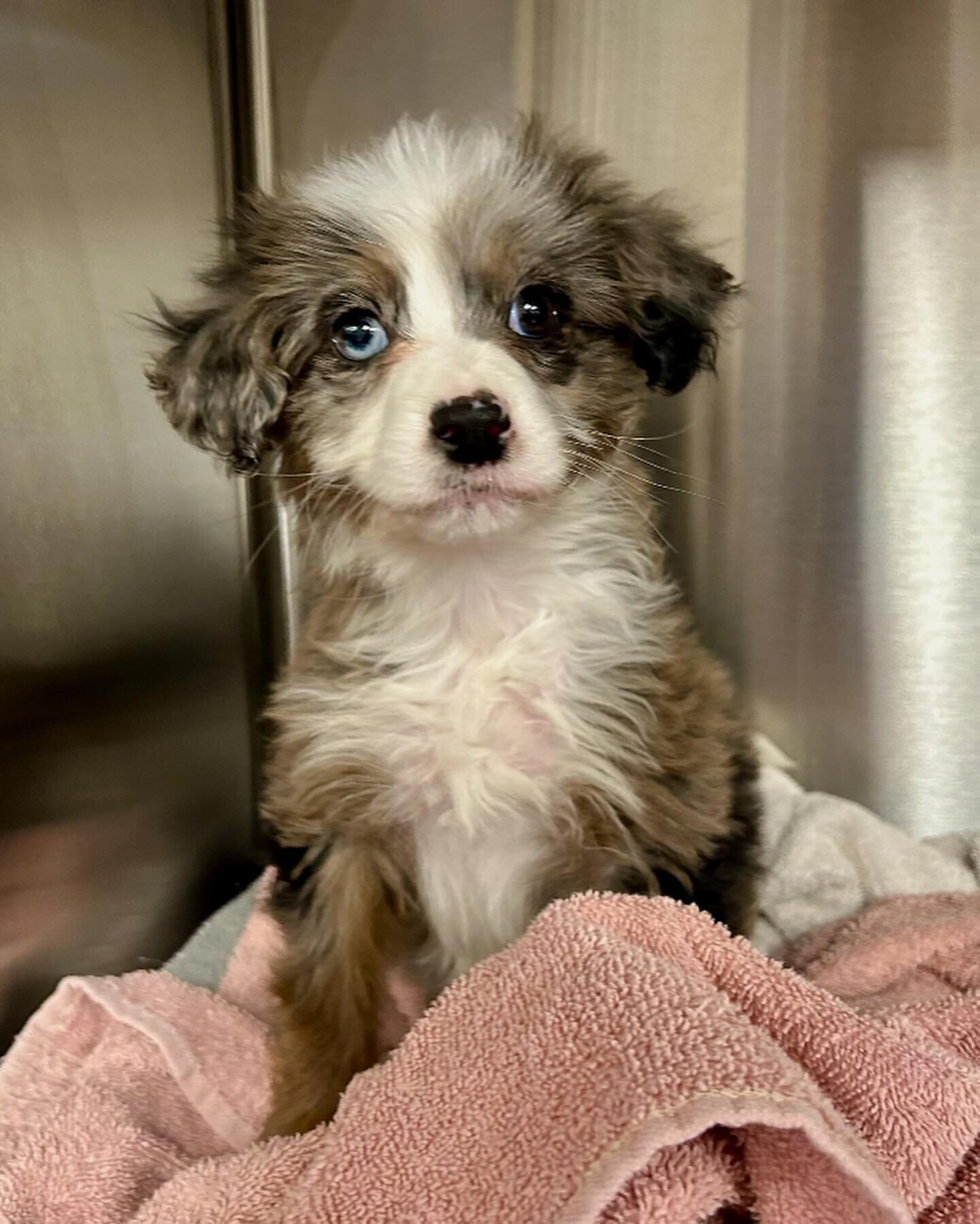 Peter | Aussie doodle | male | 11 weeks old | 6 lbs