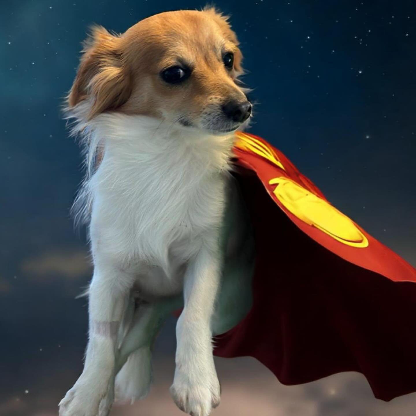 It&rsquo;s a bird, it&rsquo;s a plane, it&rsquo;s Super Eli! Eli | male | 8 months old | neutered | Chihuahua mix | available for flat adoption fee of $150!