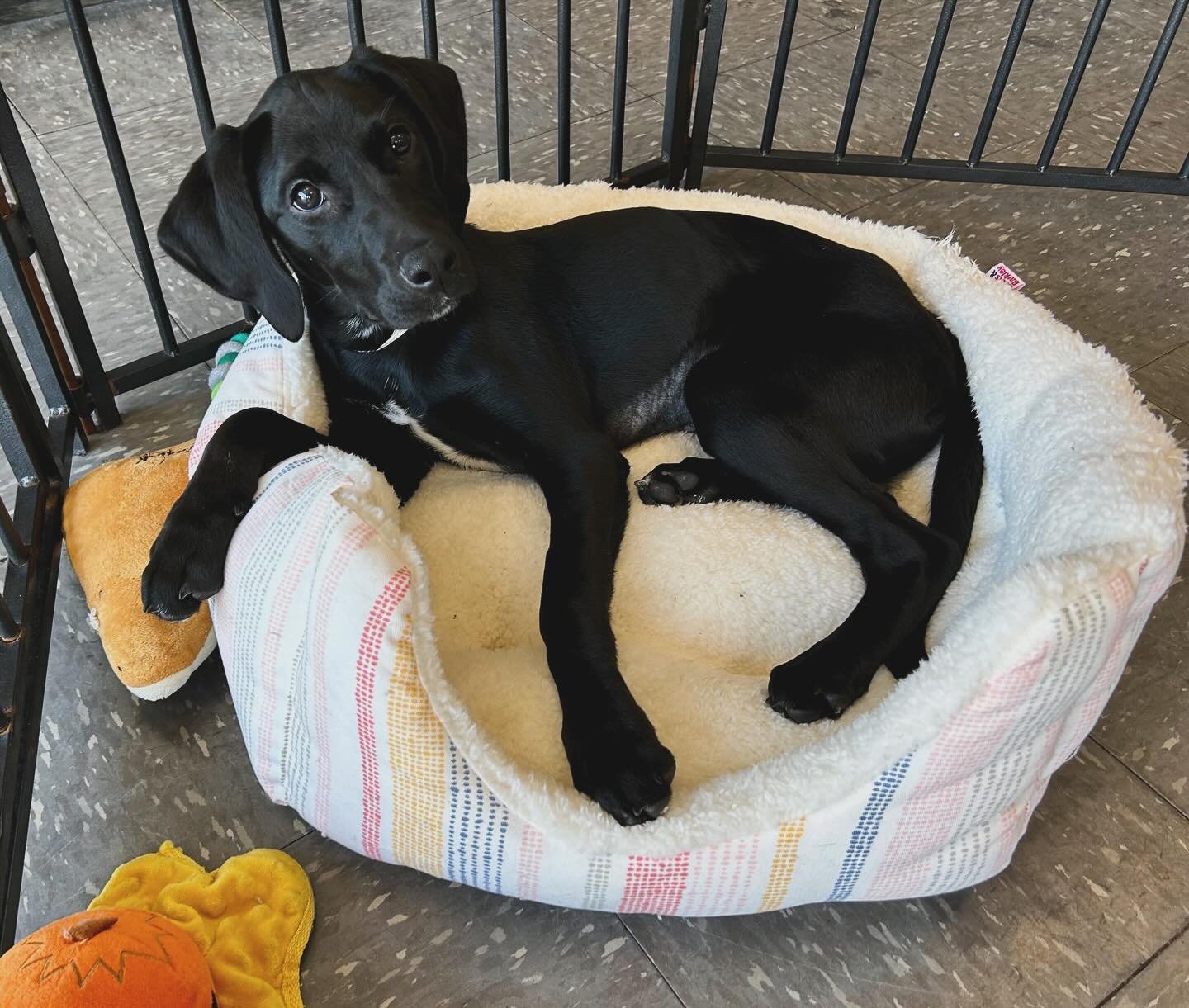 Cosmo is available for a flat adoption fee! Come meet her! Coonhound mix | female | ~5 months old | Spayed