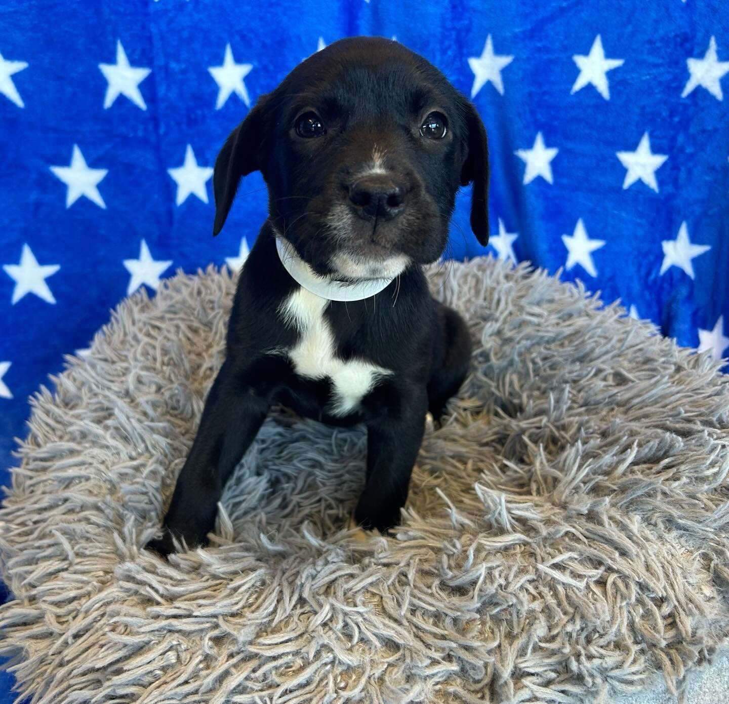 Clio | female | 10 weeks old | mixed breed