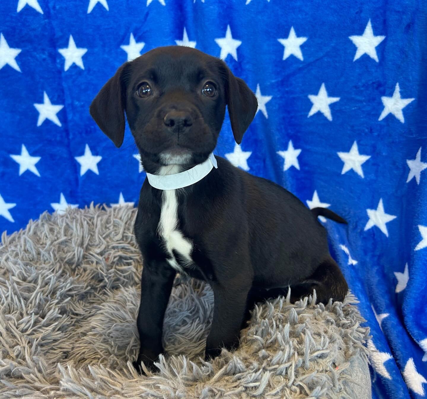 Gaia | mixed breed | female | 10 weeks old